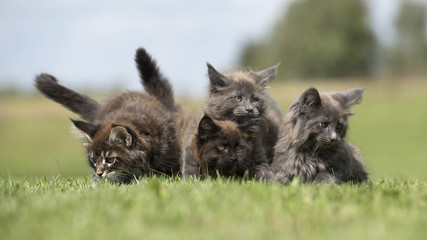 maine coon kittens