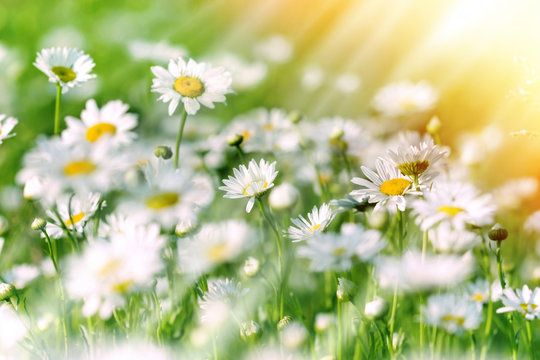 Beautiful daisy in meadow