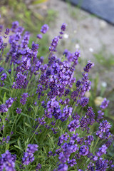 Obraz premium Gardens with the flourishing lavender