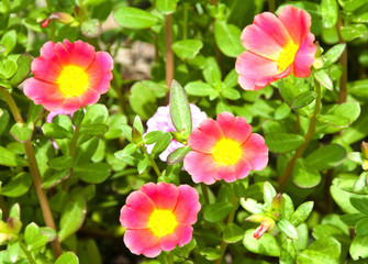 Little hogweed in the garden