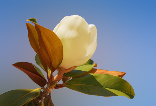 Fototapeta Flower of Magnolia grandiflora