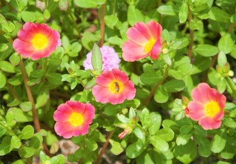 Little hogweed in the garden