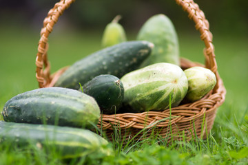 frisch geerntete Gurken in einem Korb