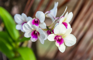 White color orchid blossom closeup