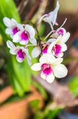 White orchid color blossom closeup