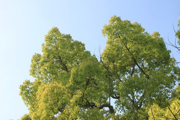 大木