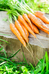 Fresh carrots