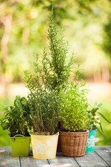 Herb garden