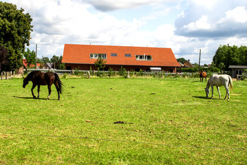 Plakat Horse on farm