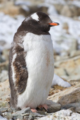 Naklejka premium Gentoo penguin adult who molts and stands behind cover