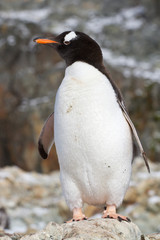 Gentoo penguin which stands on a rock on a background of rocks