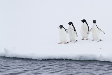 Gruppe von Adelie-Pinguinen auf dem Eis in der Nähe von offenem Wasser