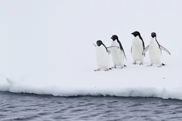 Poster Antarktis Gruppe von Adelie-Pinguinen auf dem Eis in der Nähe von offenem Wasser