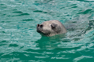 Obraz premium head crabeater seal swimming in the turquoise water of the Antar