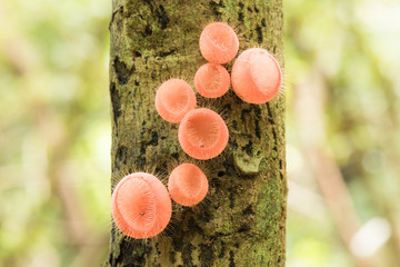Champagne Mushroom © peangdao