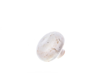 mushroom champignon closeup isolated on white background