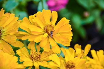 gerbera in garden