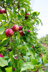 red apples in the tree
