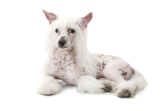 Hairless Chinese Crested dog isolated on white