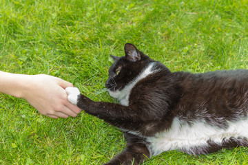 A cat as free-running pet