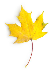 yellow maple leaf with clipping path