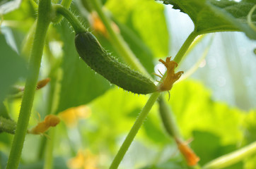 Young Cucumber in the garden