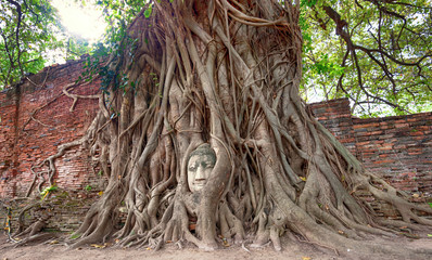 Travel to Thailand, Ayutthaya. Old tree Buddha stone sculpture.