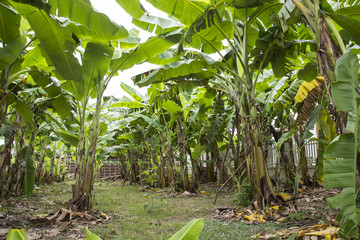 Obraz na płótnie Canvas banana tree farm