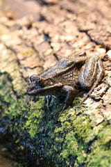 Large frog sitting on log