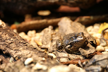 Sitting frog