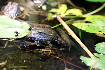 Frog sitting in the water