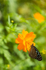 Closeup little butterfly on yellow flower blossom