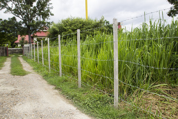 Fototapeta na wymiar barbed wire fence