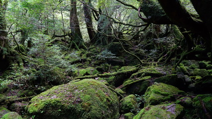屋久島 白谷雲水峡 苔むす森