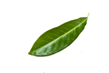 Fototapeta na wymiar Isolated leaf of prunus laurocerasus rotundifolia