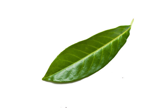 Isolated leaf of   prunus laurocerasus rotundifolia