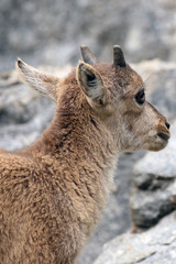 Alpine Ibex or Steinbock Baby