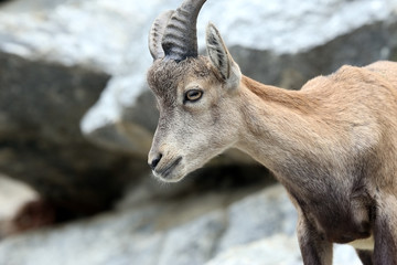 Alpine Ibex or Steinbock
