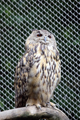 Eagle-owl sitting on branch