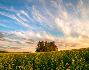  Wiosenne pole © Mike Mareen