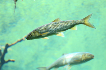 Naklejka premium Fish swimming in river