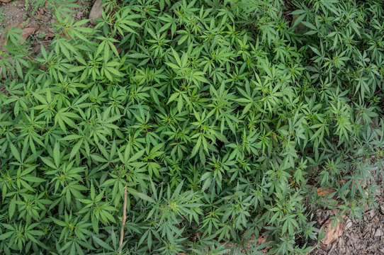 marijuana field