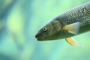 Fish swimming in river