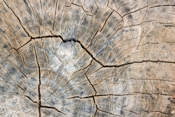 Tree ring