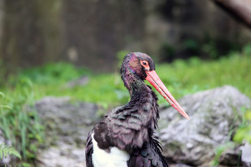 Black Stork