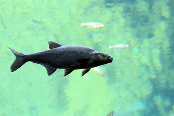 Fototapeta premium Trout swimming in river