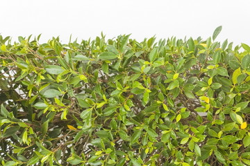 Green leaf background