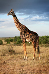 Naklejka na ściany i meble Girafe mâle au Kenya