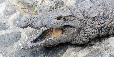 crocodile
