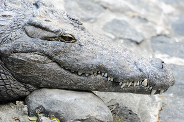 crocodile